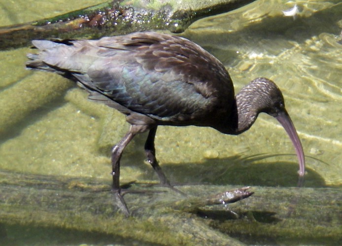 Glossy Ibis (Plegadis falcinellus)