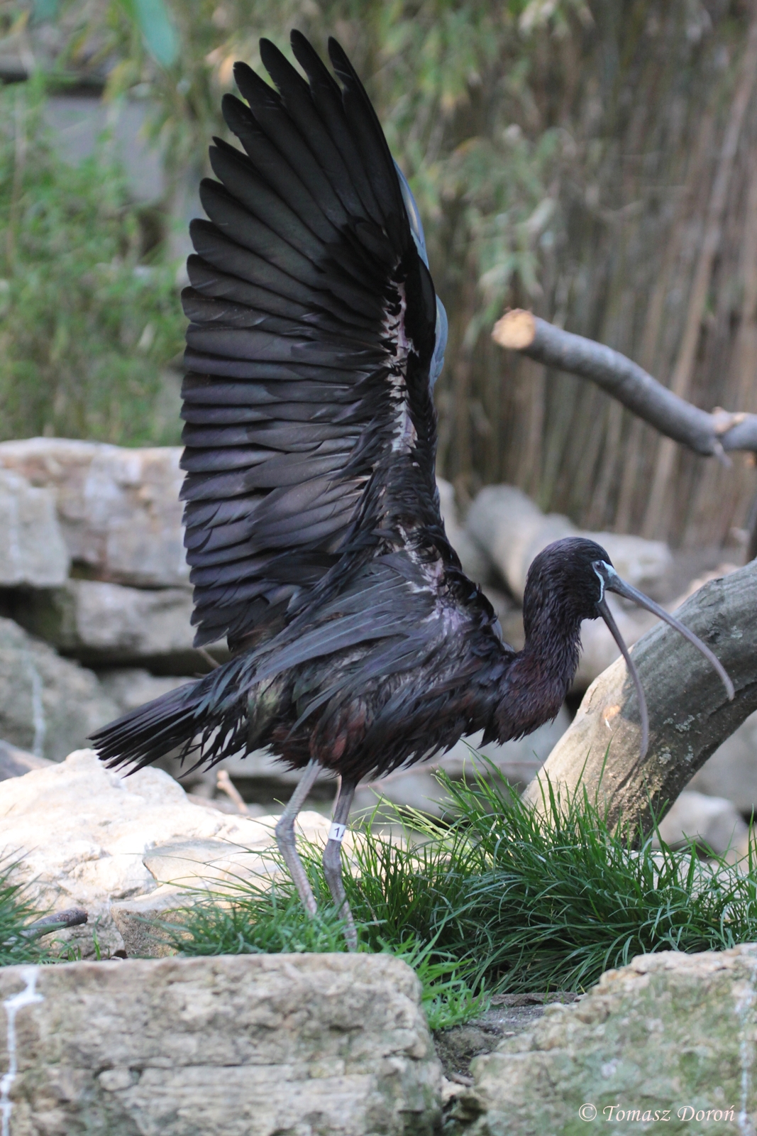 Glossy Ibis (Plegadis falcinellus)