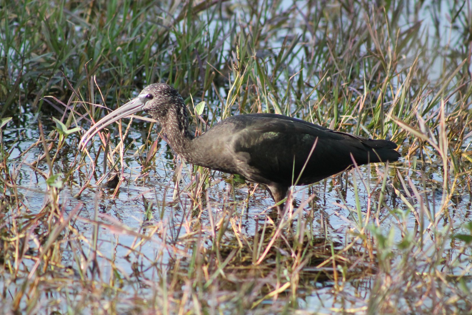 Glossy Ibis (Plegadis falcinellus)