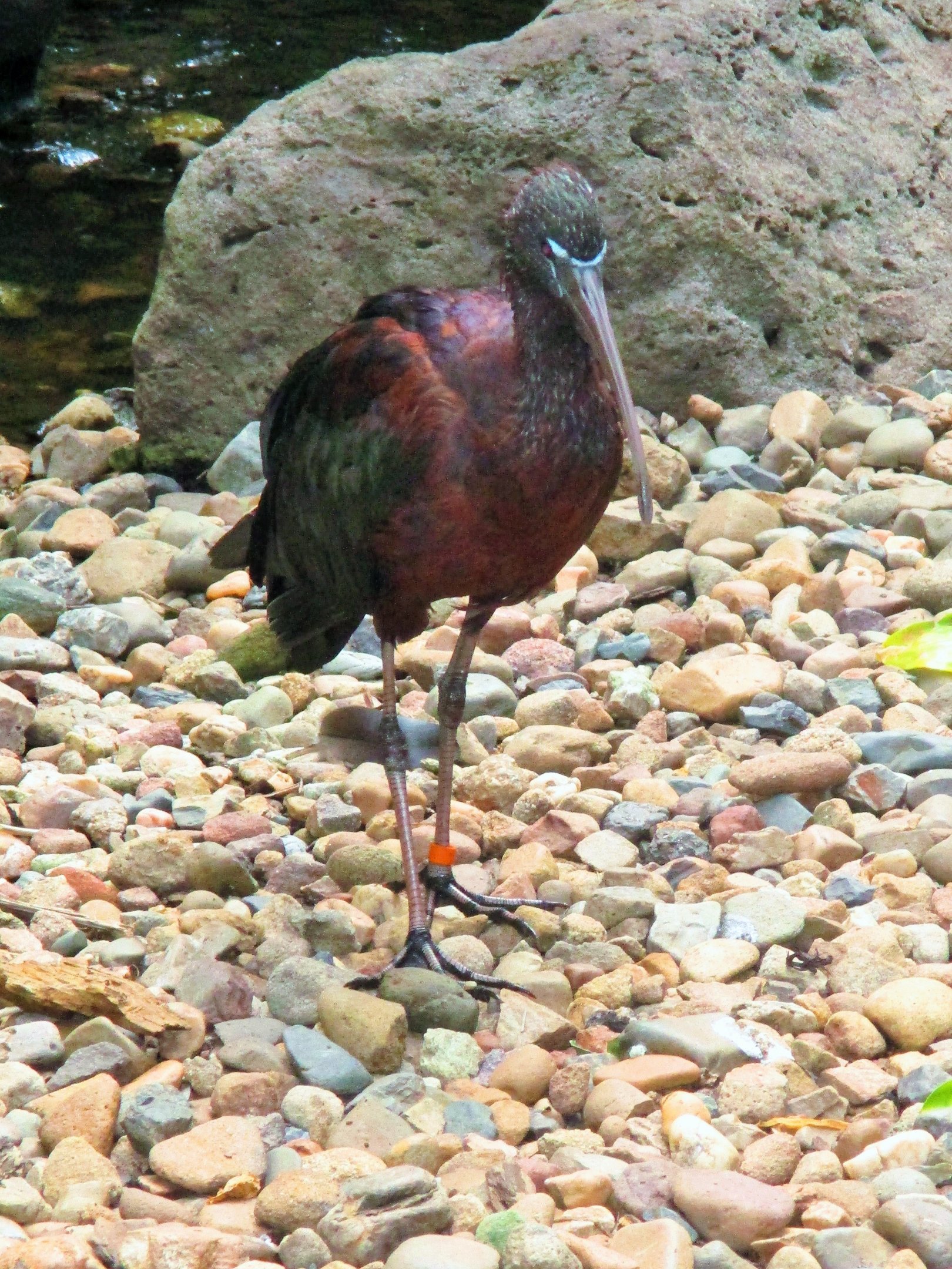 Glossy Ibis (Plegadis falcinellus)