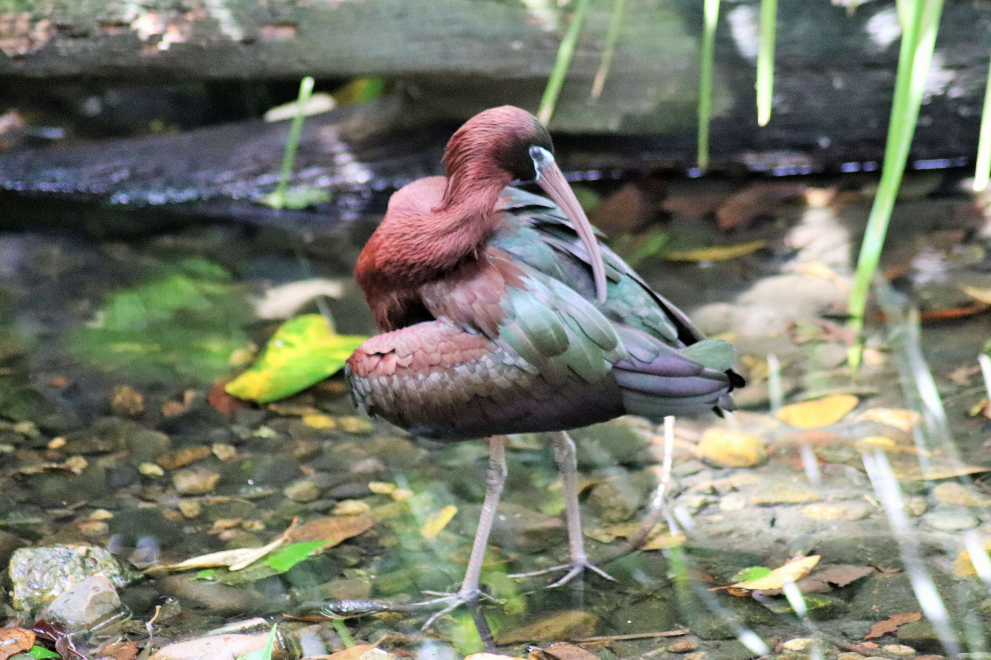 Glossy Ibis (Plegadis falcinellus)