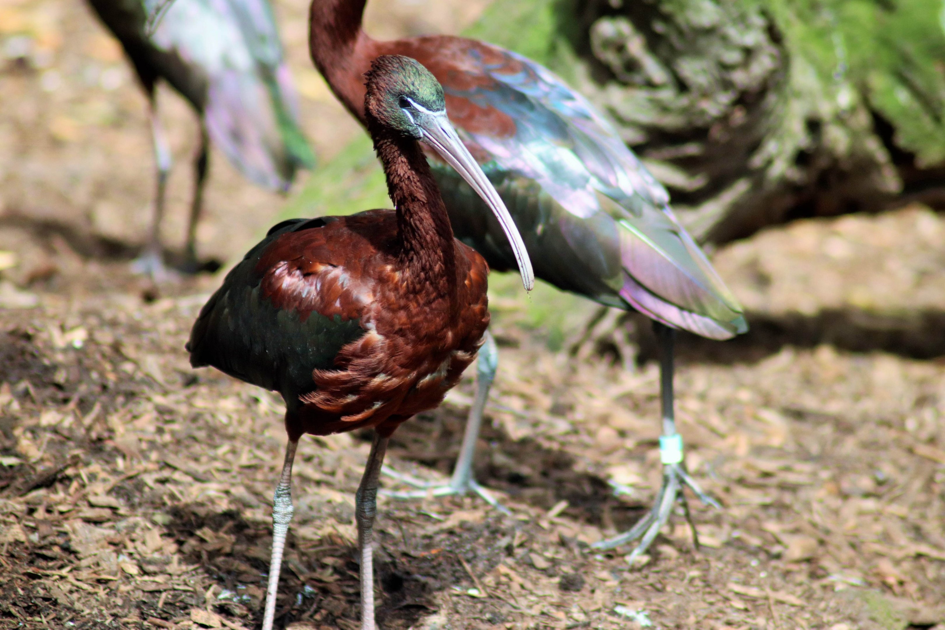 Glossy Ibis (Plegadis falcinellus)