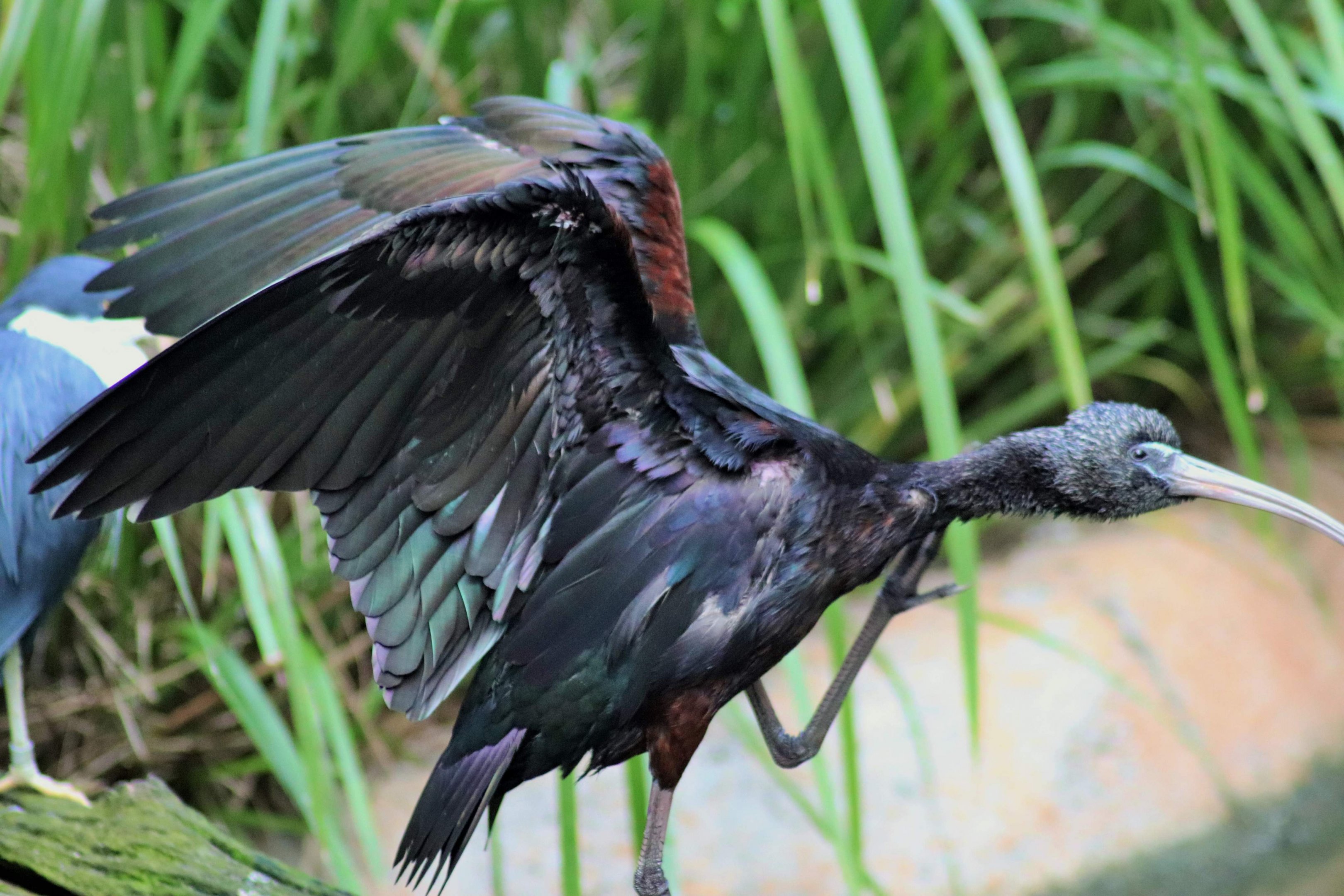 Glossy Ibis (Plegadis falcinellus)