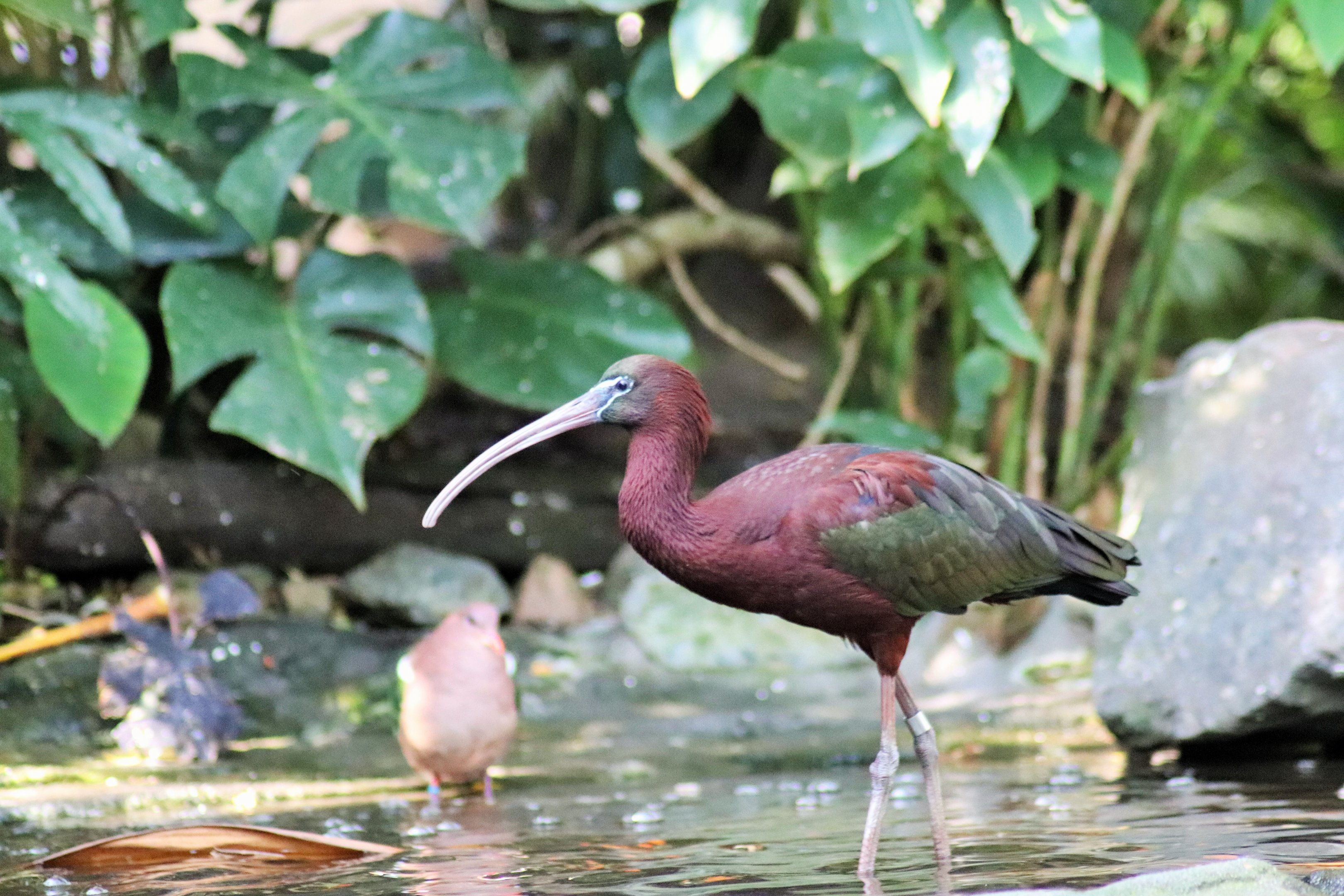 Glossy Ibis (Plegadis falcinellus)