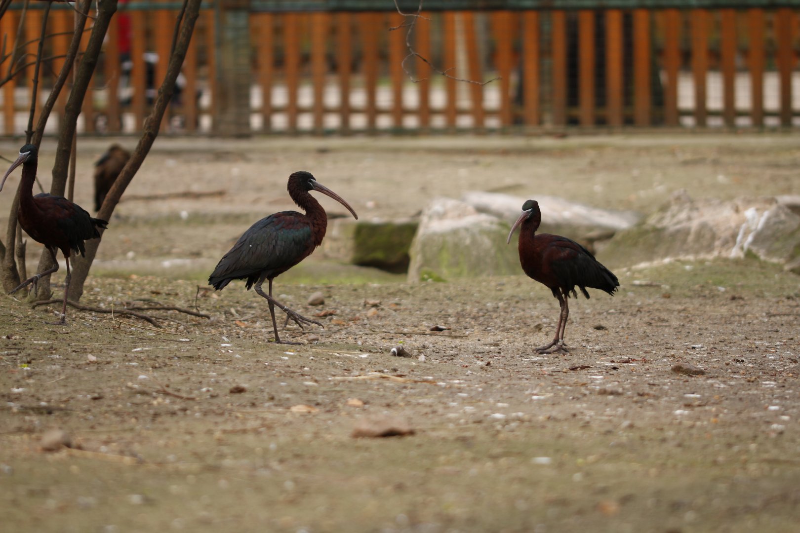 Glossy ibis (Plegadis falcinellus)