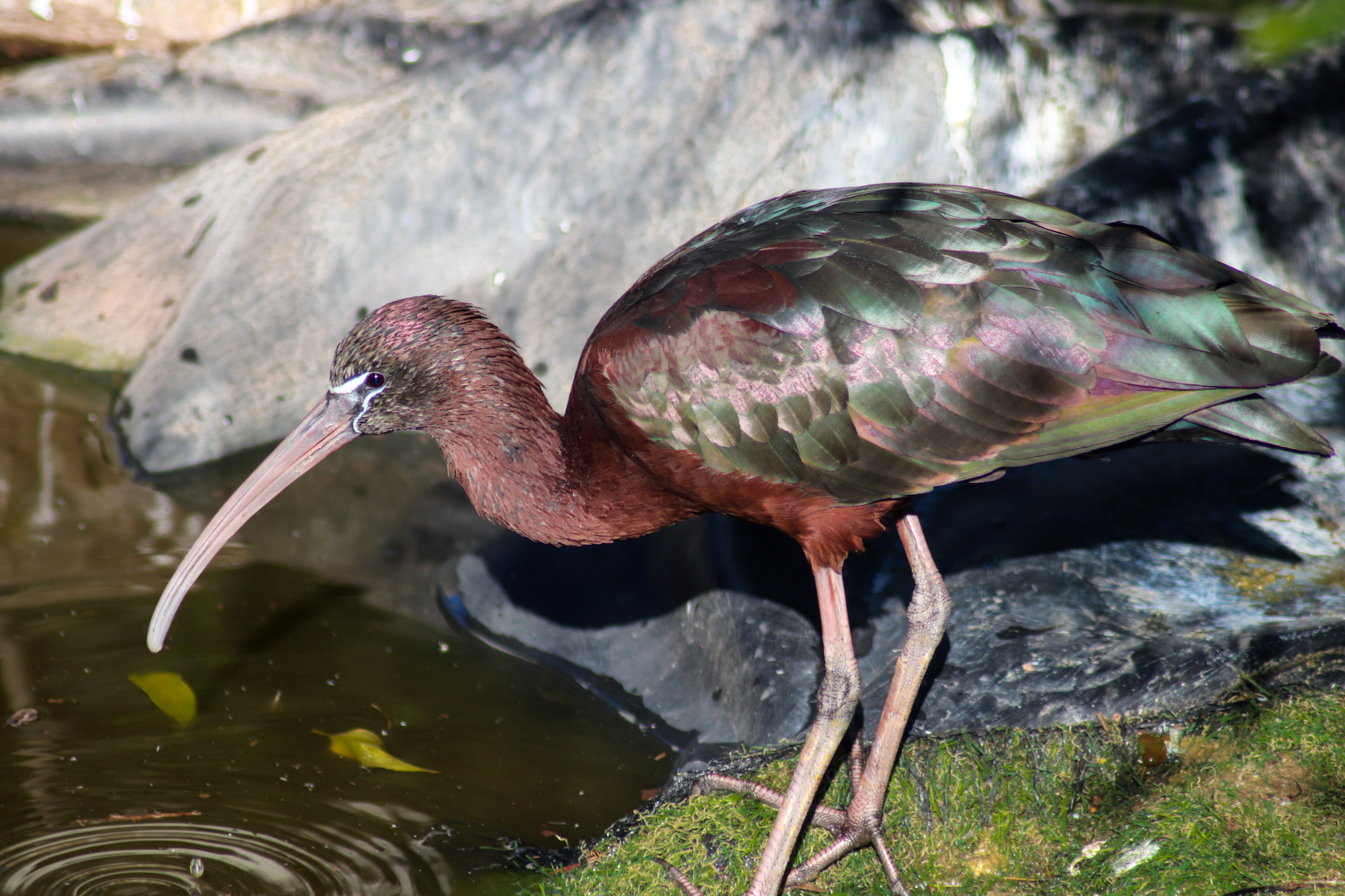 Glossy Ibis (Plegadis falcinellus)