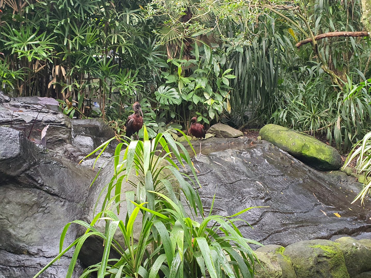 Glossy ibis (Plegadis falcinellus)