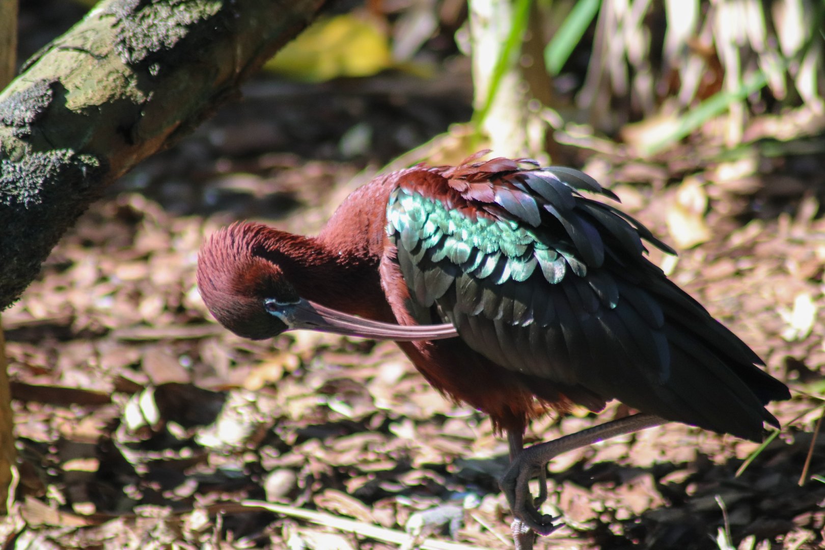 Glossy Ibis (Plegadis falcinellus)