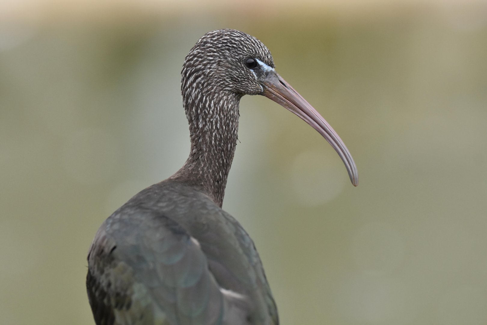 Glossy ibis (Plegadis falcinellus)