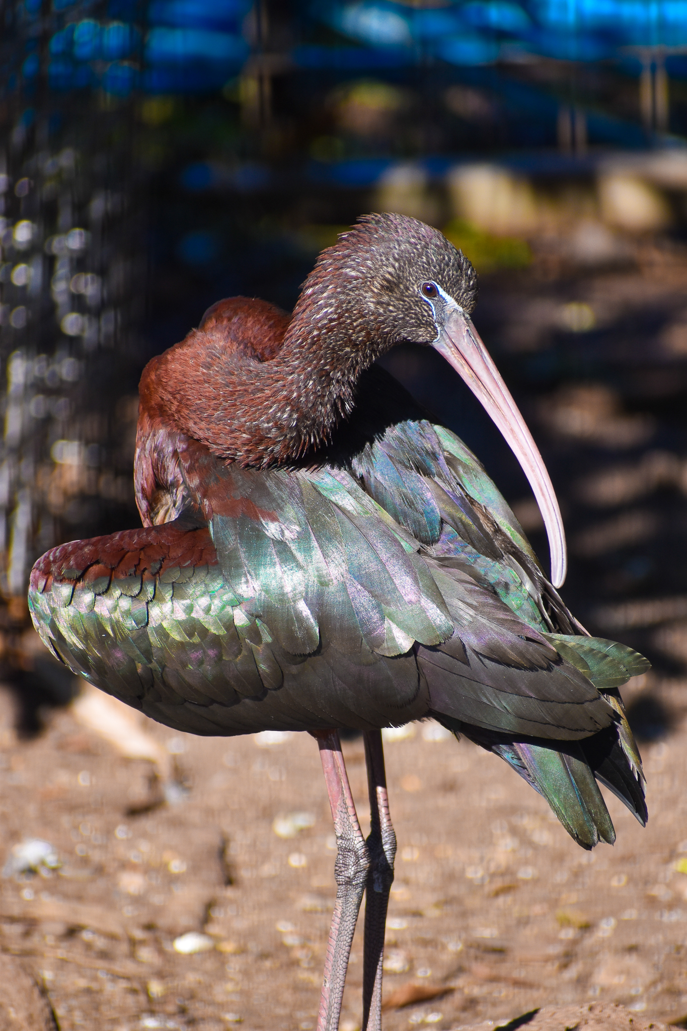 Glossy Ibis (Plegadis falcinellus)