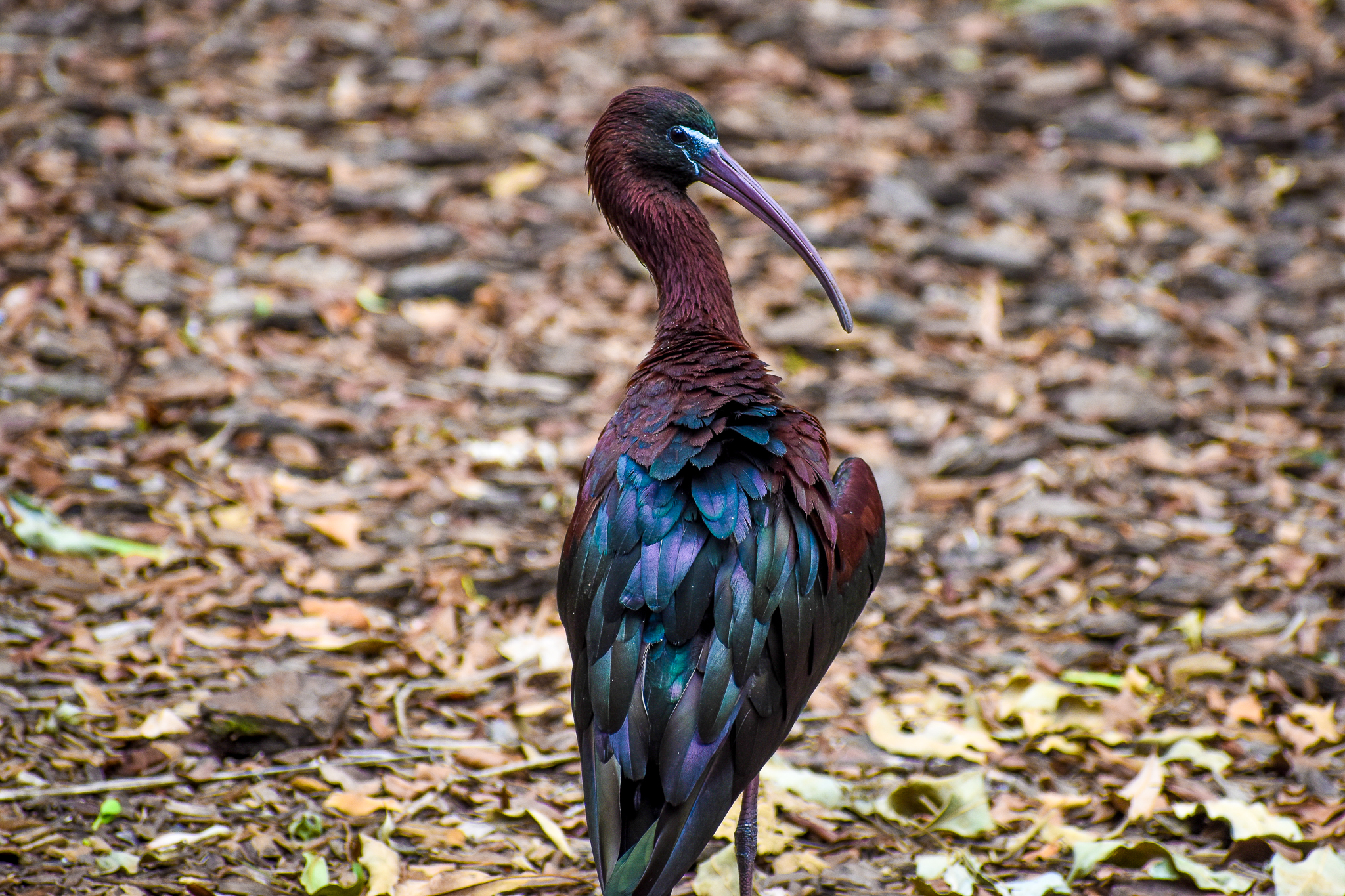 Glossy Ibis (Plegadis falcinellus)