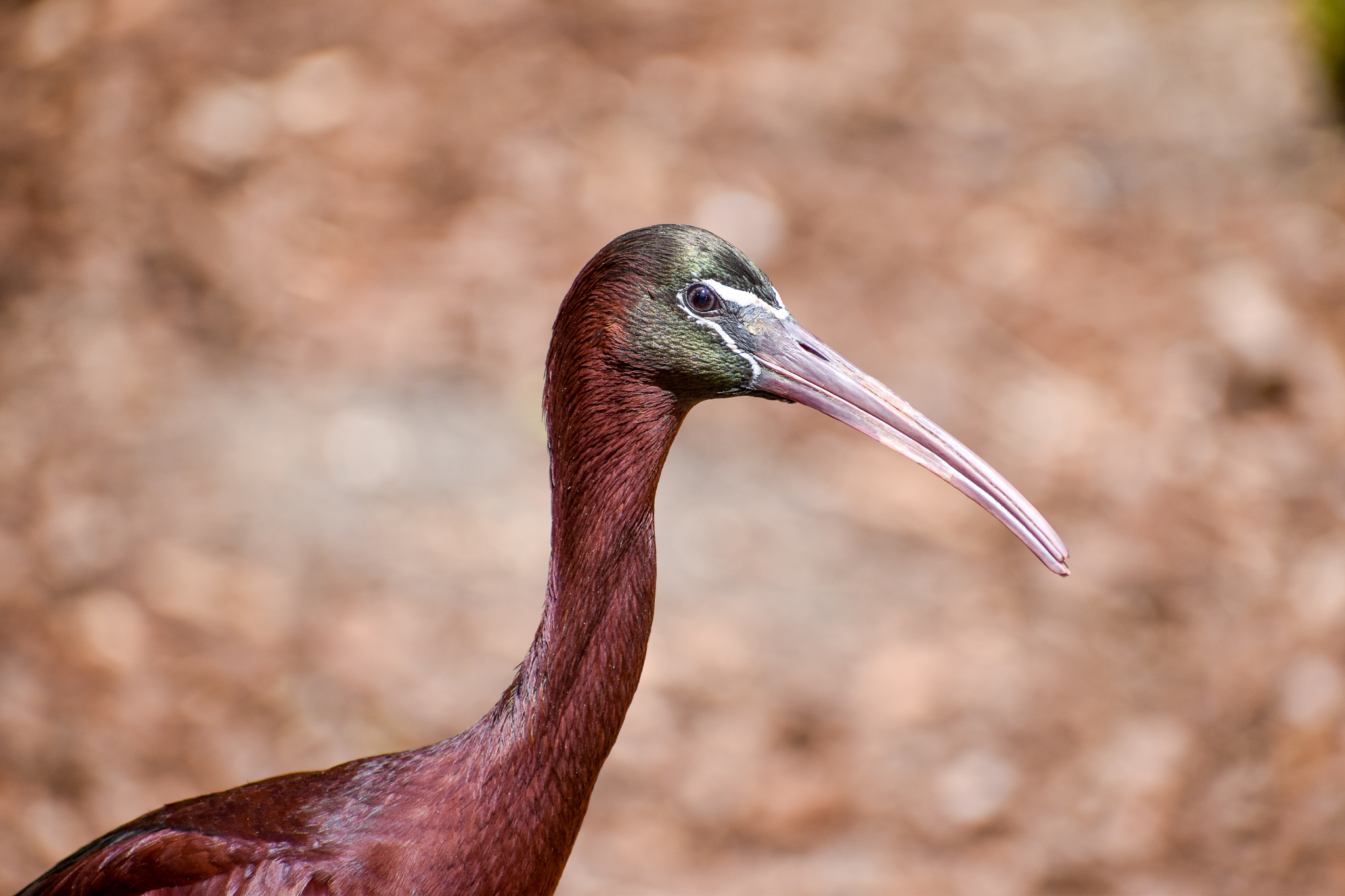 Glossy Ibis (Plegadis falcinellus)