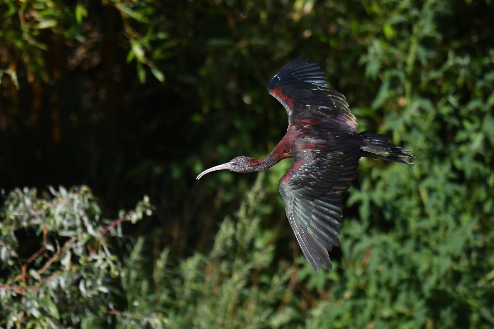 Glossy Ibis Plegadis falcinellus