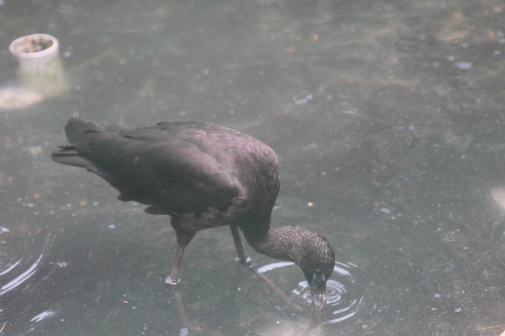 Glossy ibis (Plegadis falcinellus)