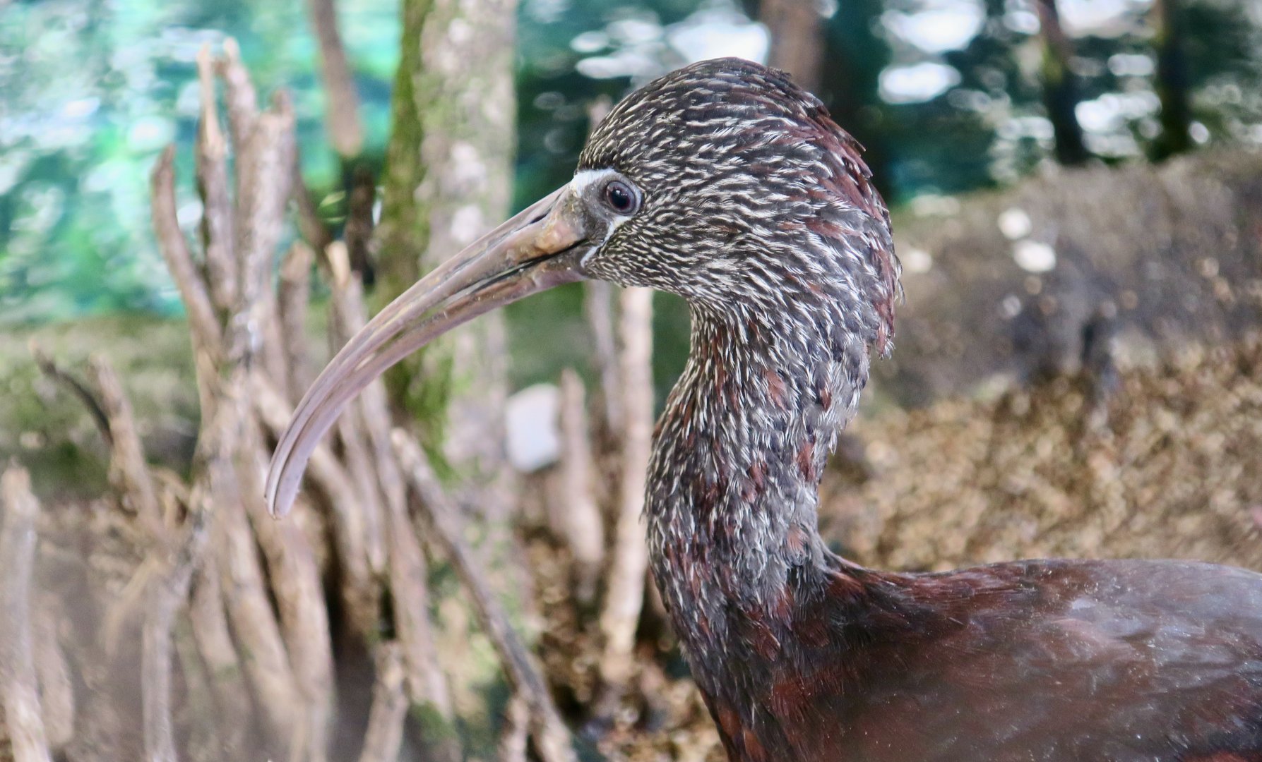 Glossy Ibis (Plegadis falcinellus)