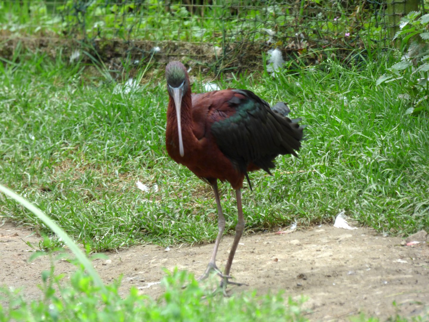 Glossy ibis (Plegadis falcinellus)