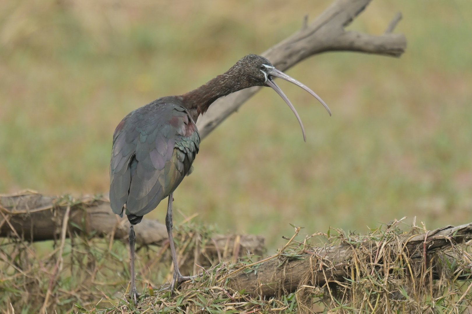 Glossy ibis Plegadis falcinellus