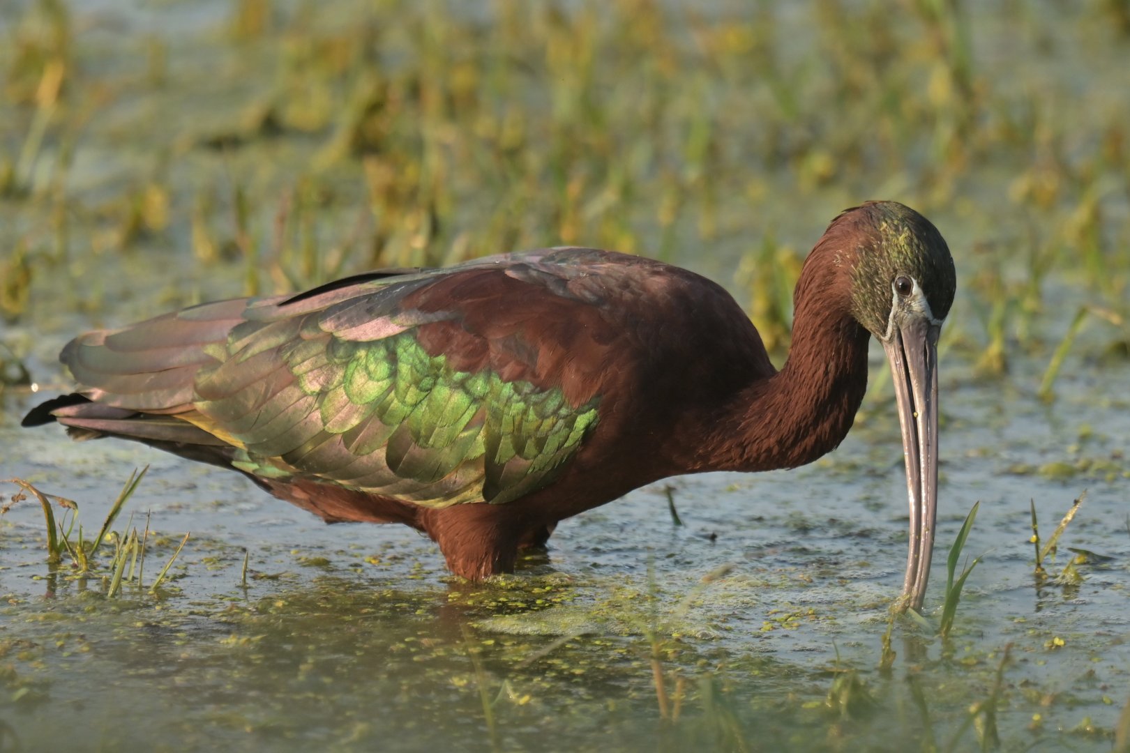 Glossy ibis Plegadis falcinellus