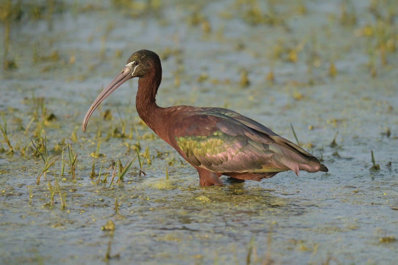 Glossy ibis Plegadis falcinellus
