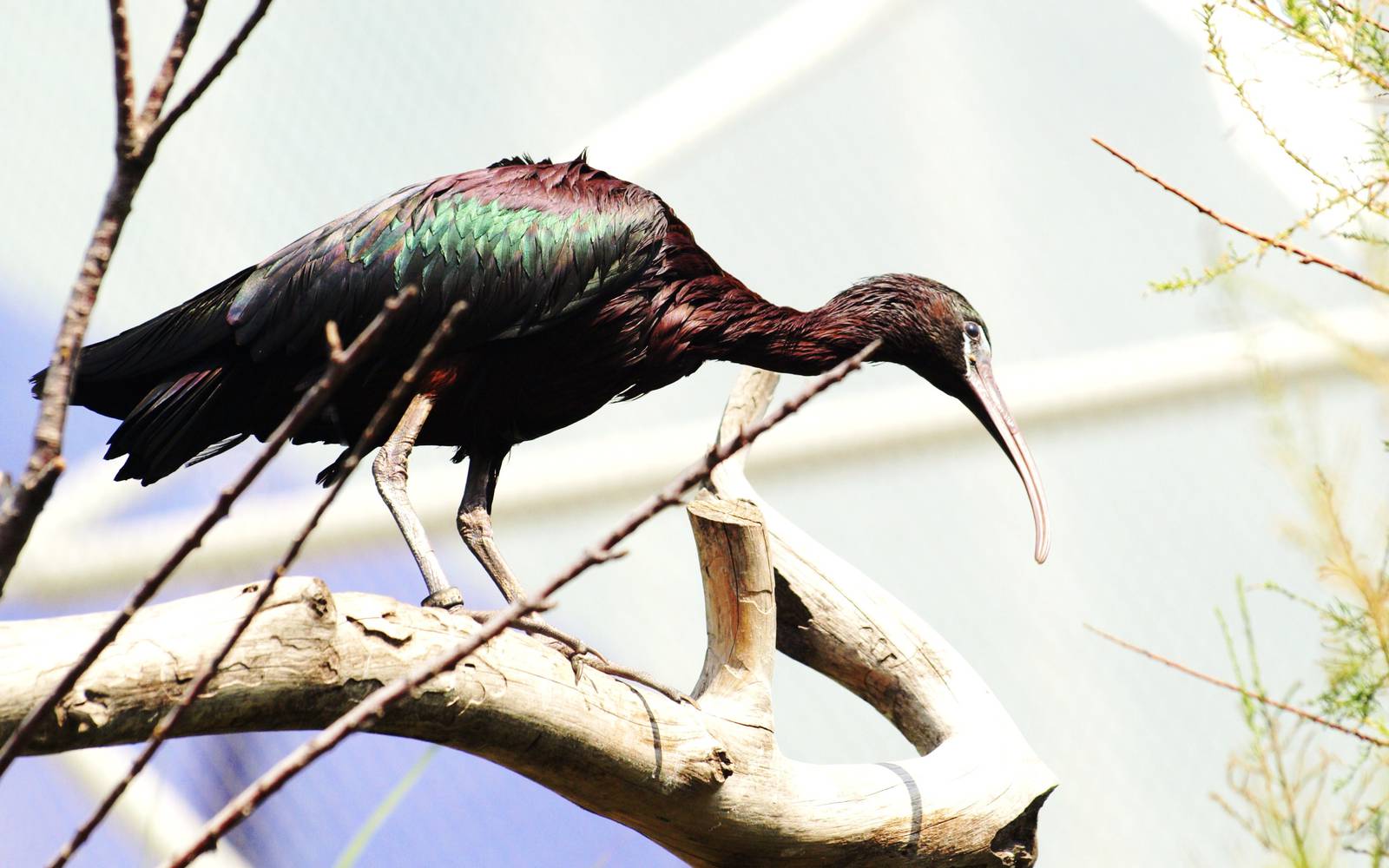 Glossy ibis