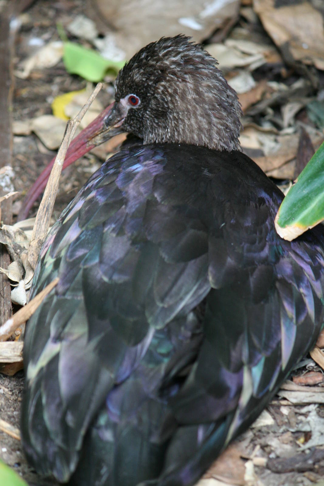 Glossy ibis