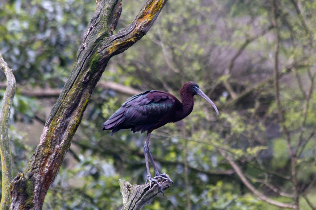 Glossy Ibis