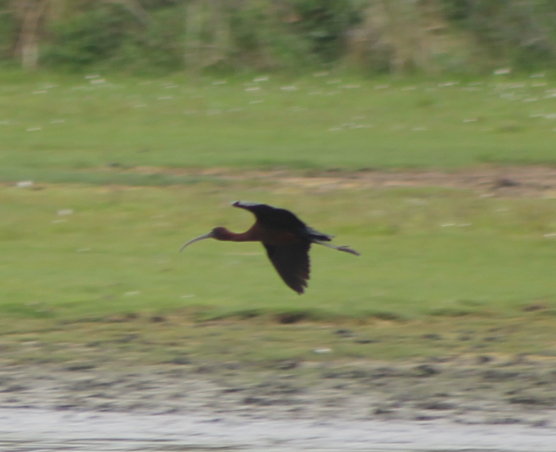glossy ibis