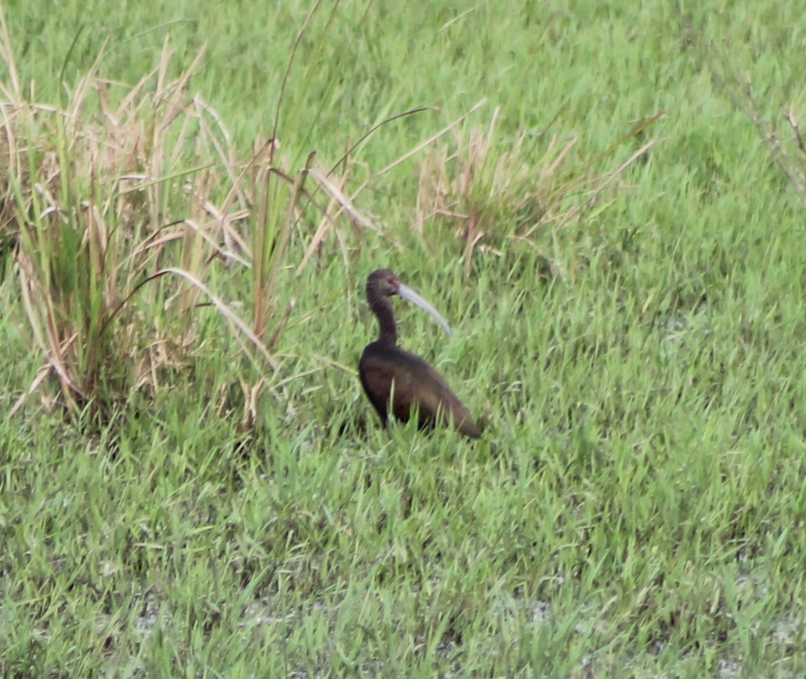 Glossy ibis