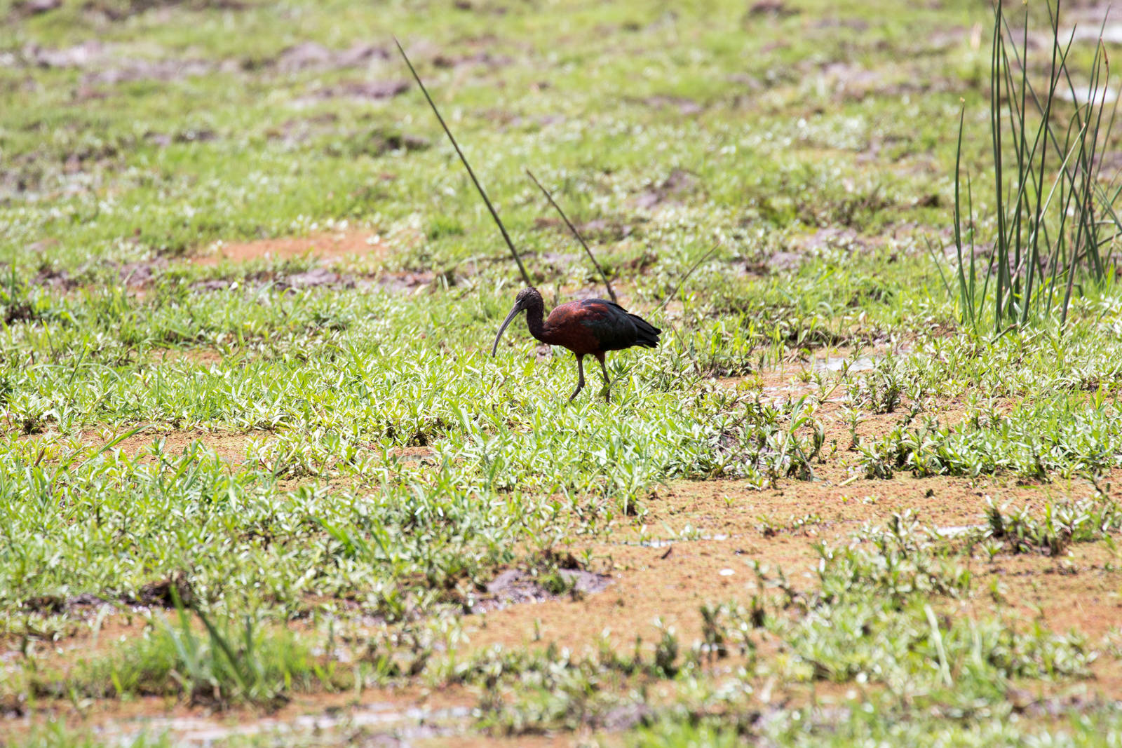 Glossy Ibis