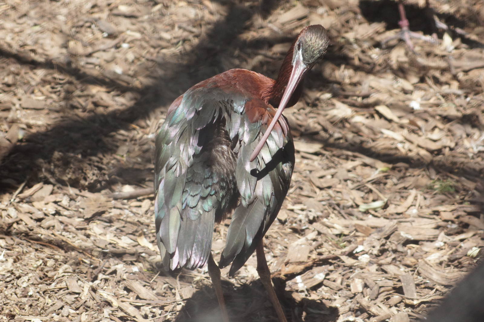 Glossy ibis