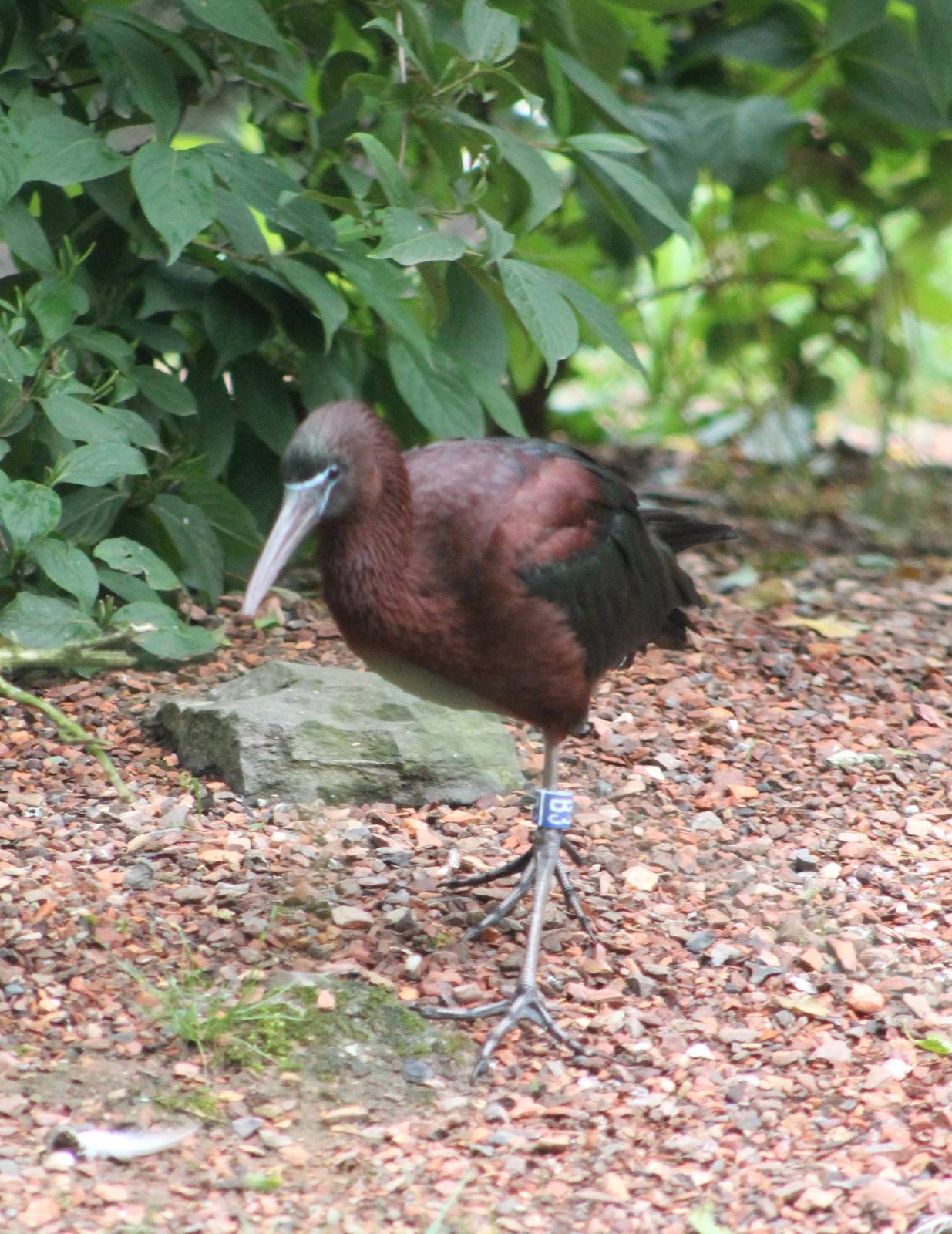 Glossy ibis
