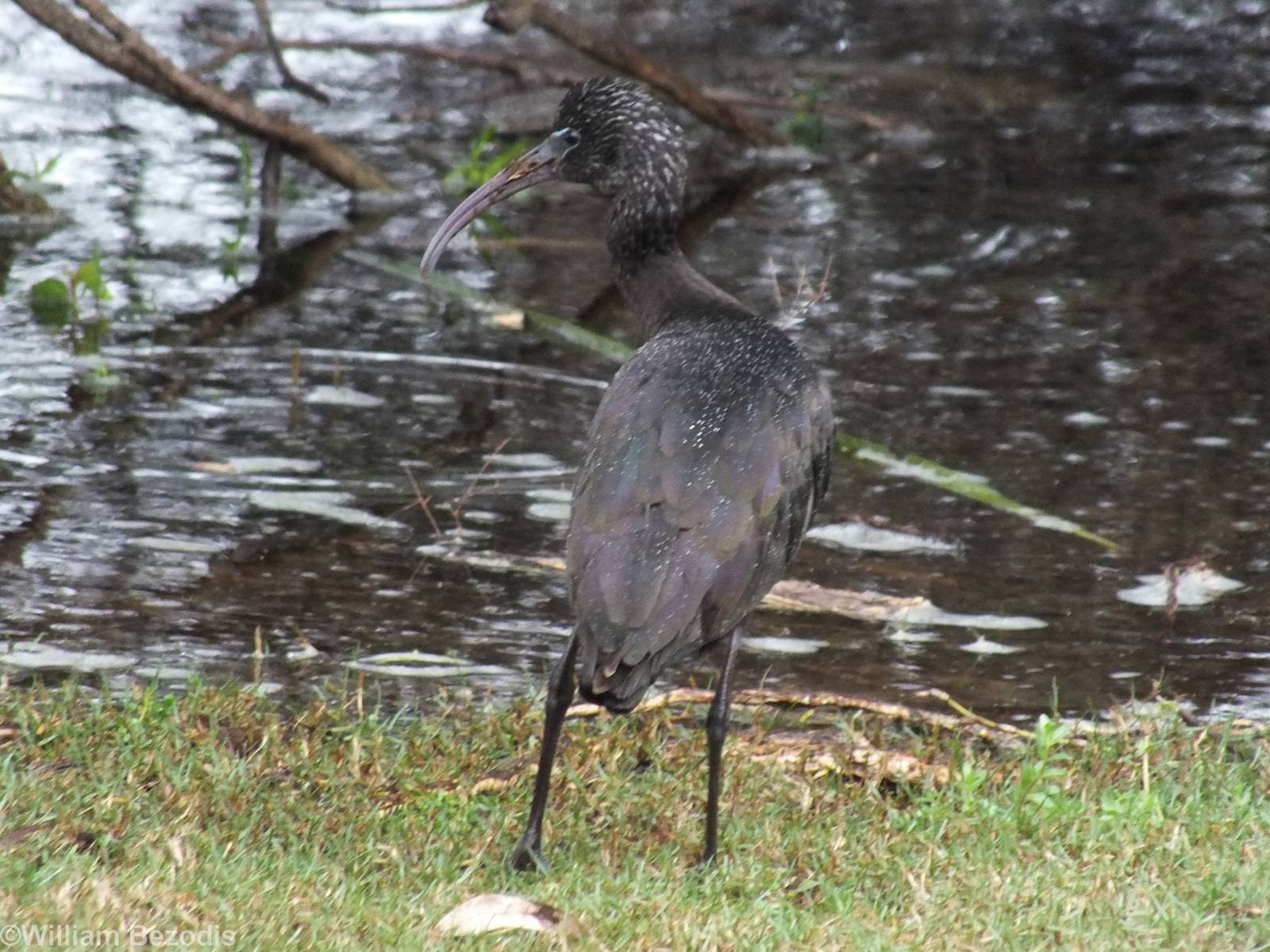 Glossy Ibis