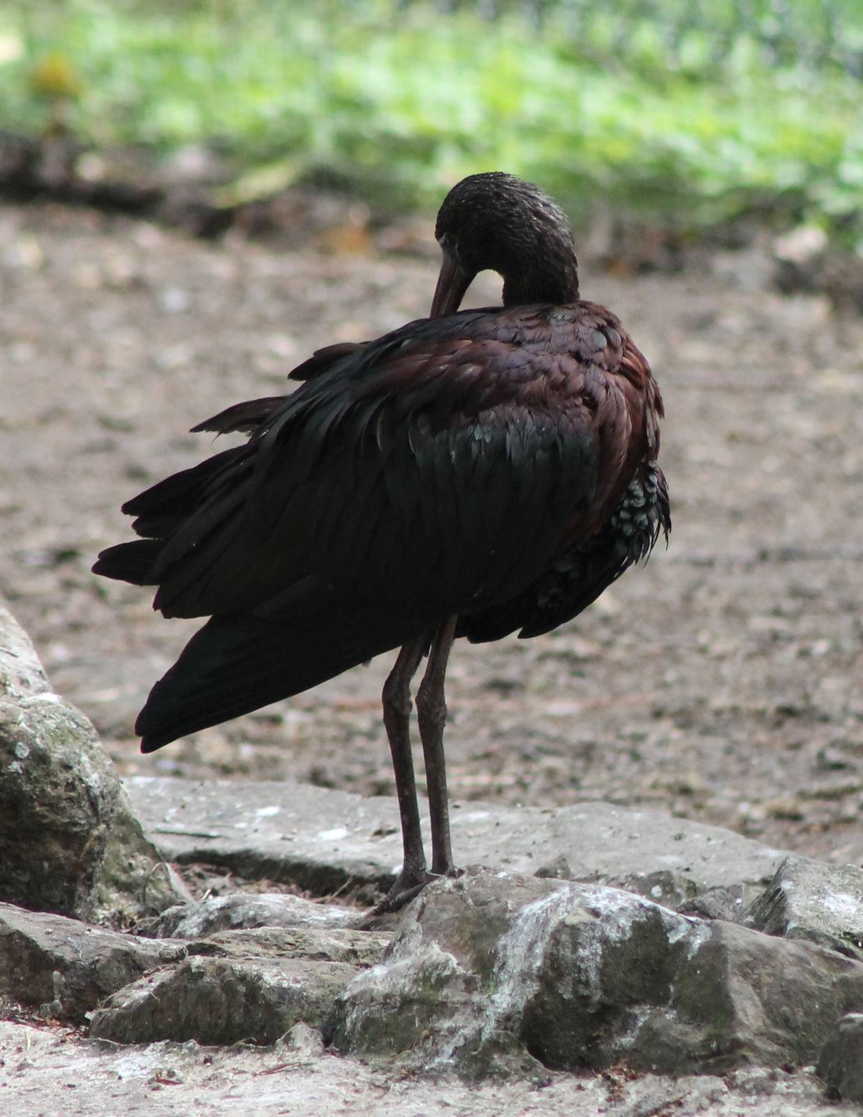 Glossy ibis