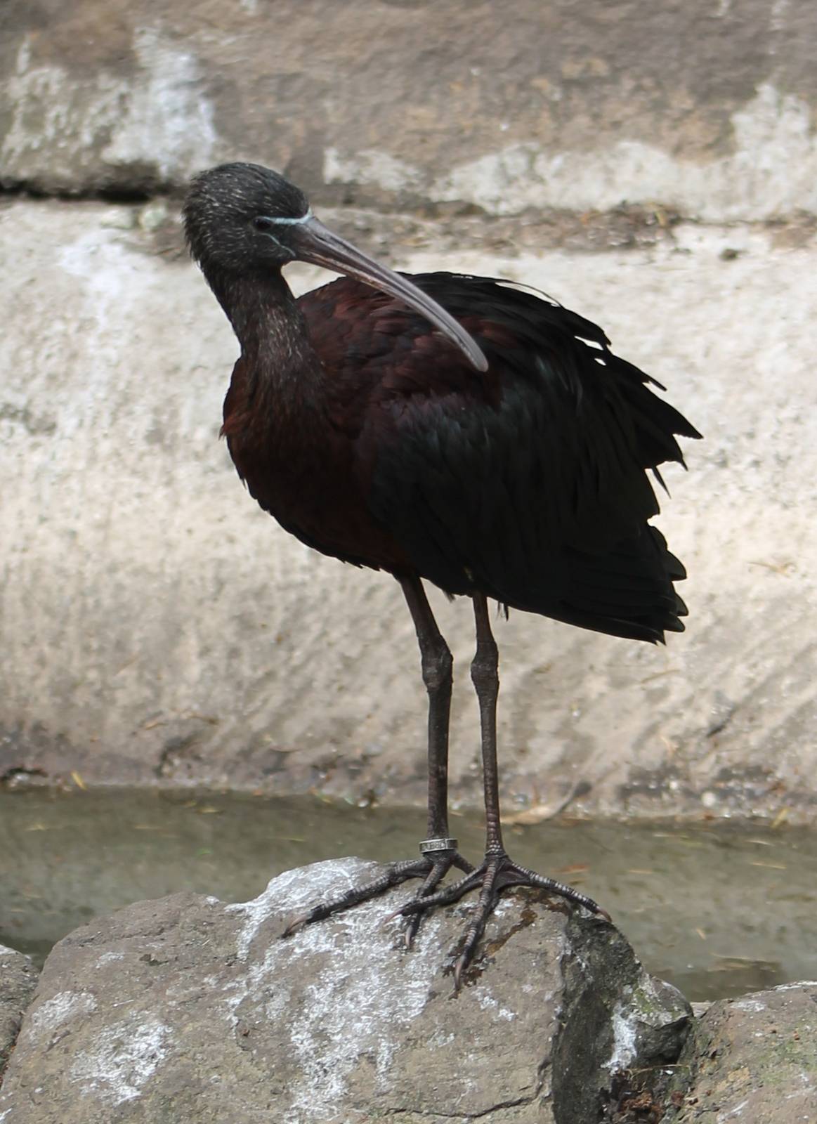 Glossy ibis