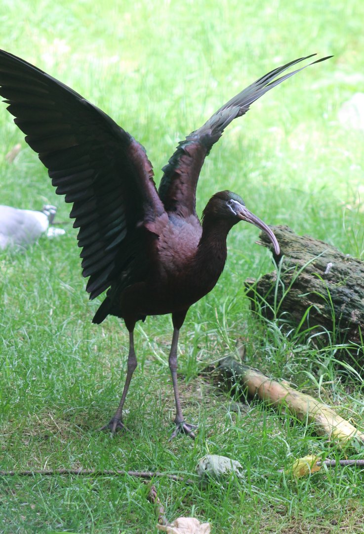 Glossy ibis