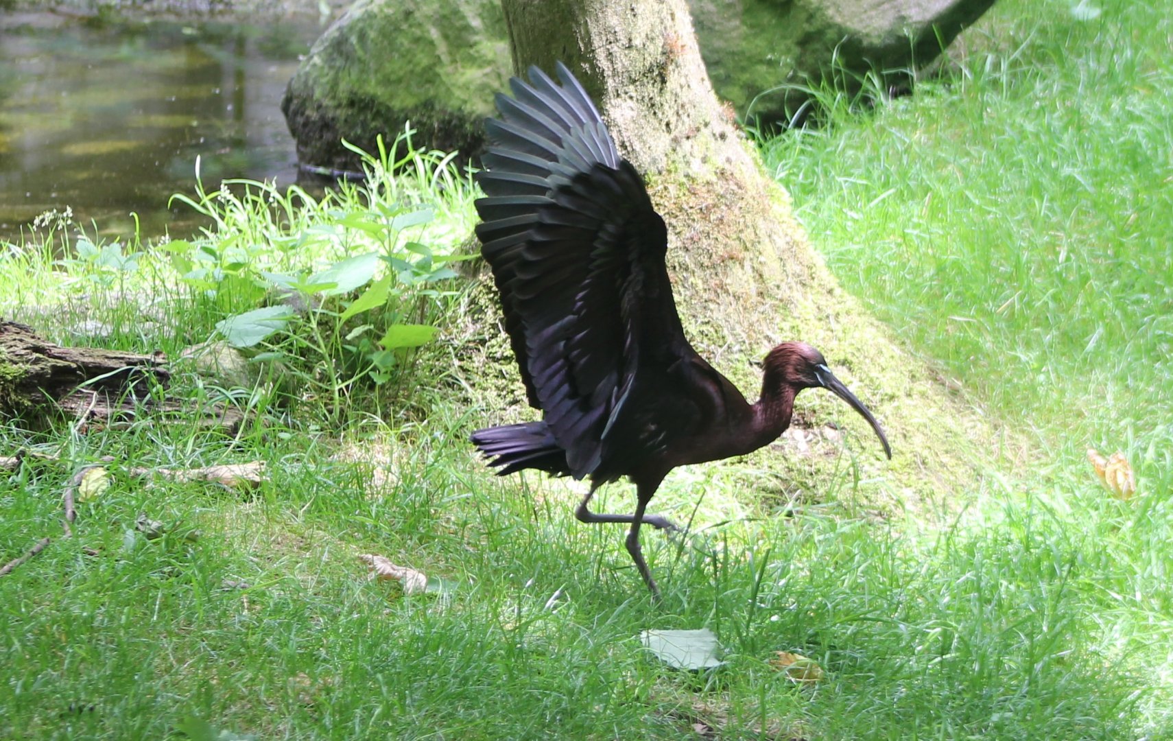 Glossy ibis