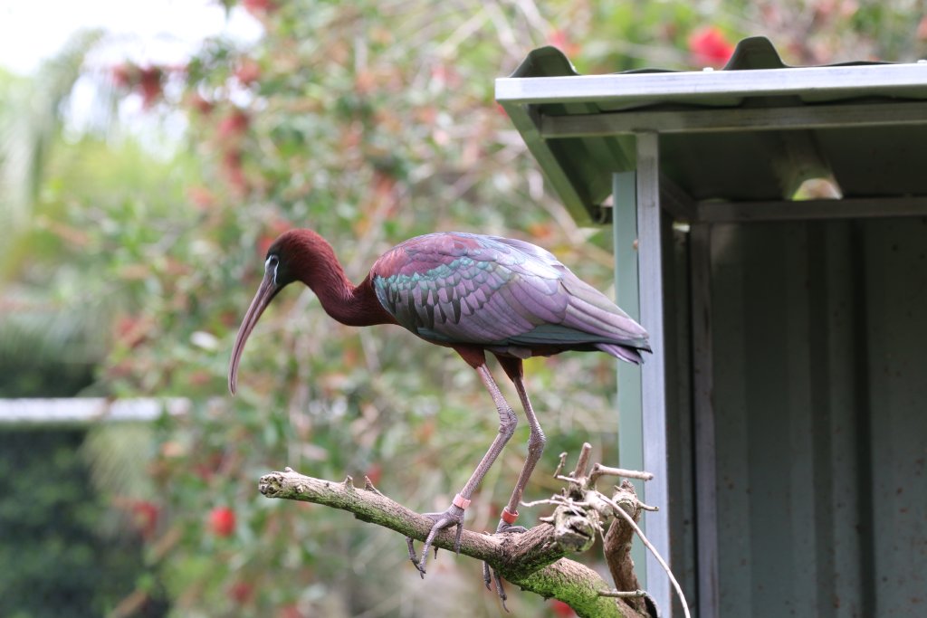 Glossy ibis
