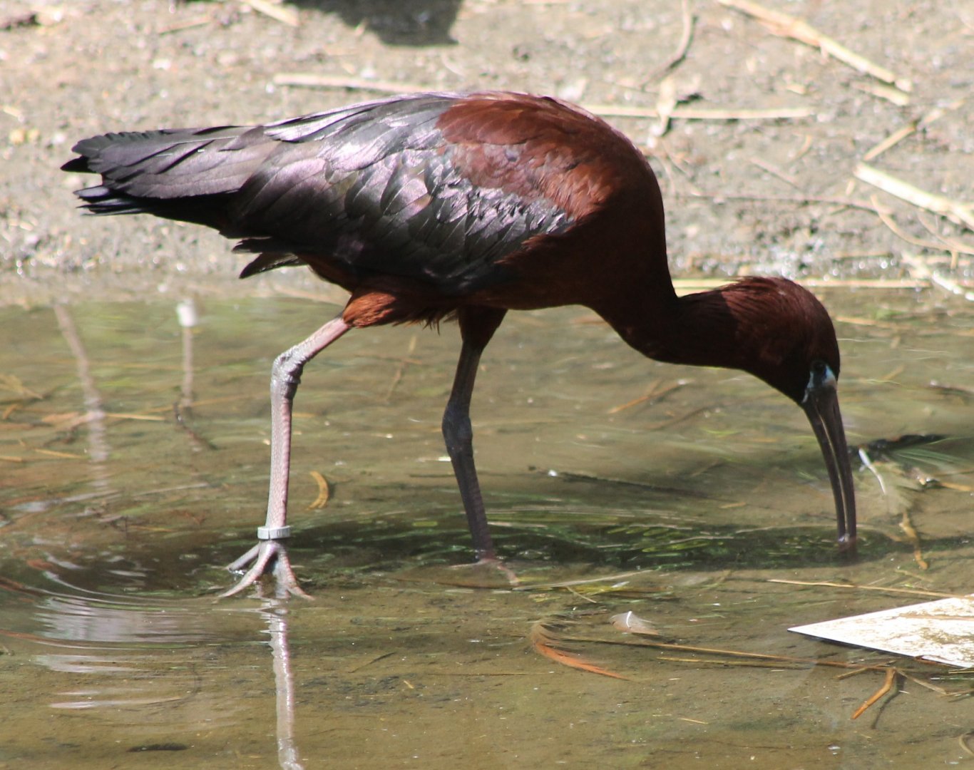 Glossy ibis