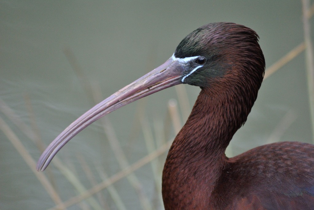 Glossy ibis