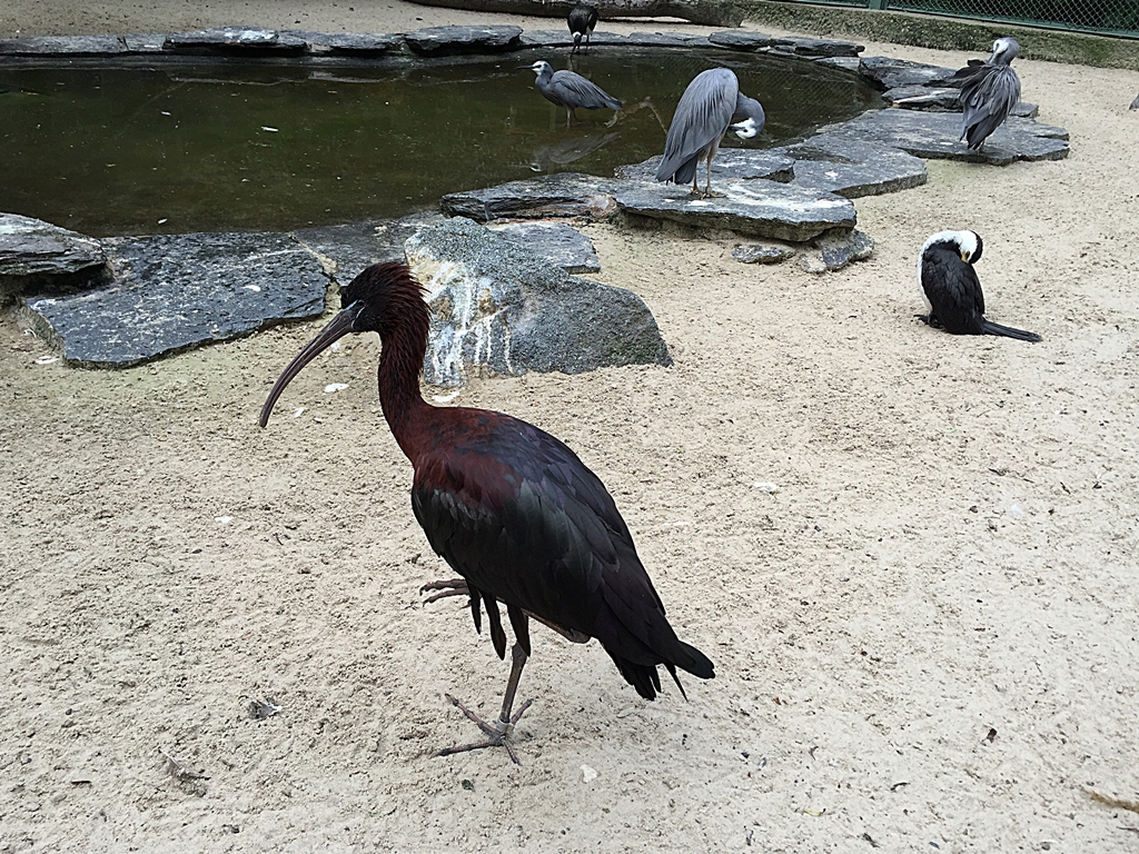 Glossy ibis