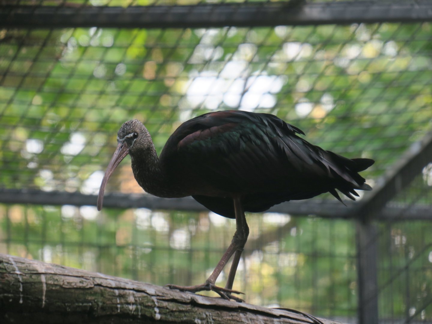 glossy ibis