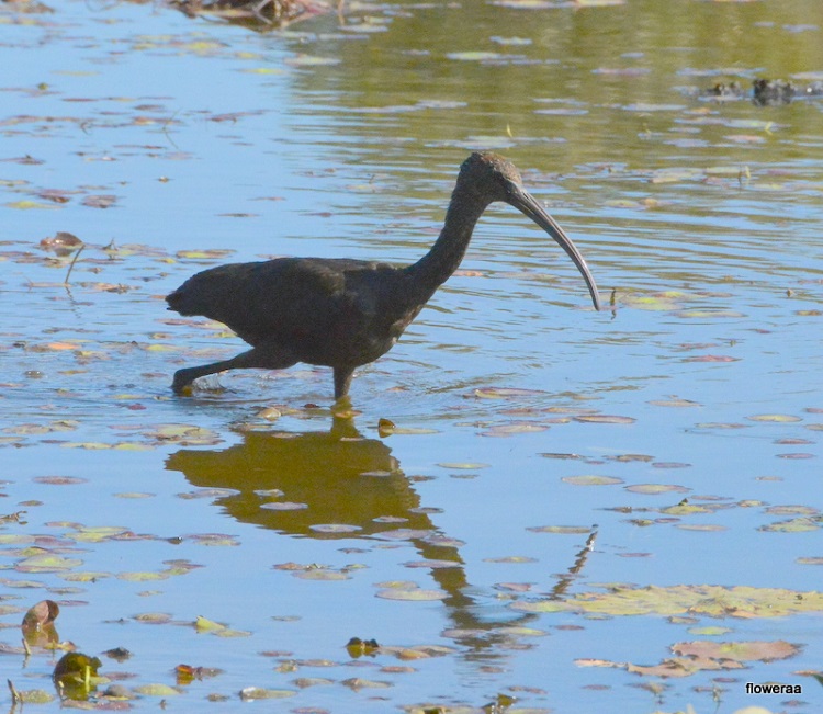 Glossy ibis