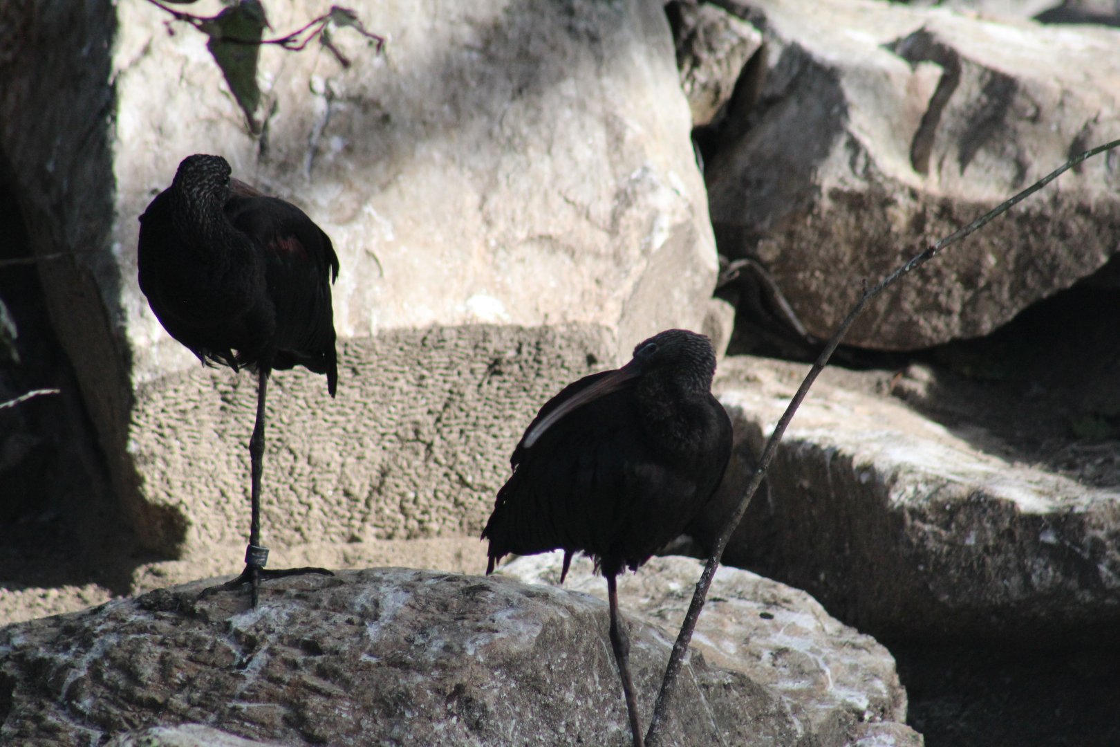 Glossy Ibis