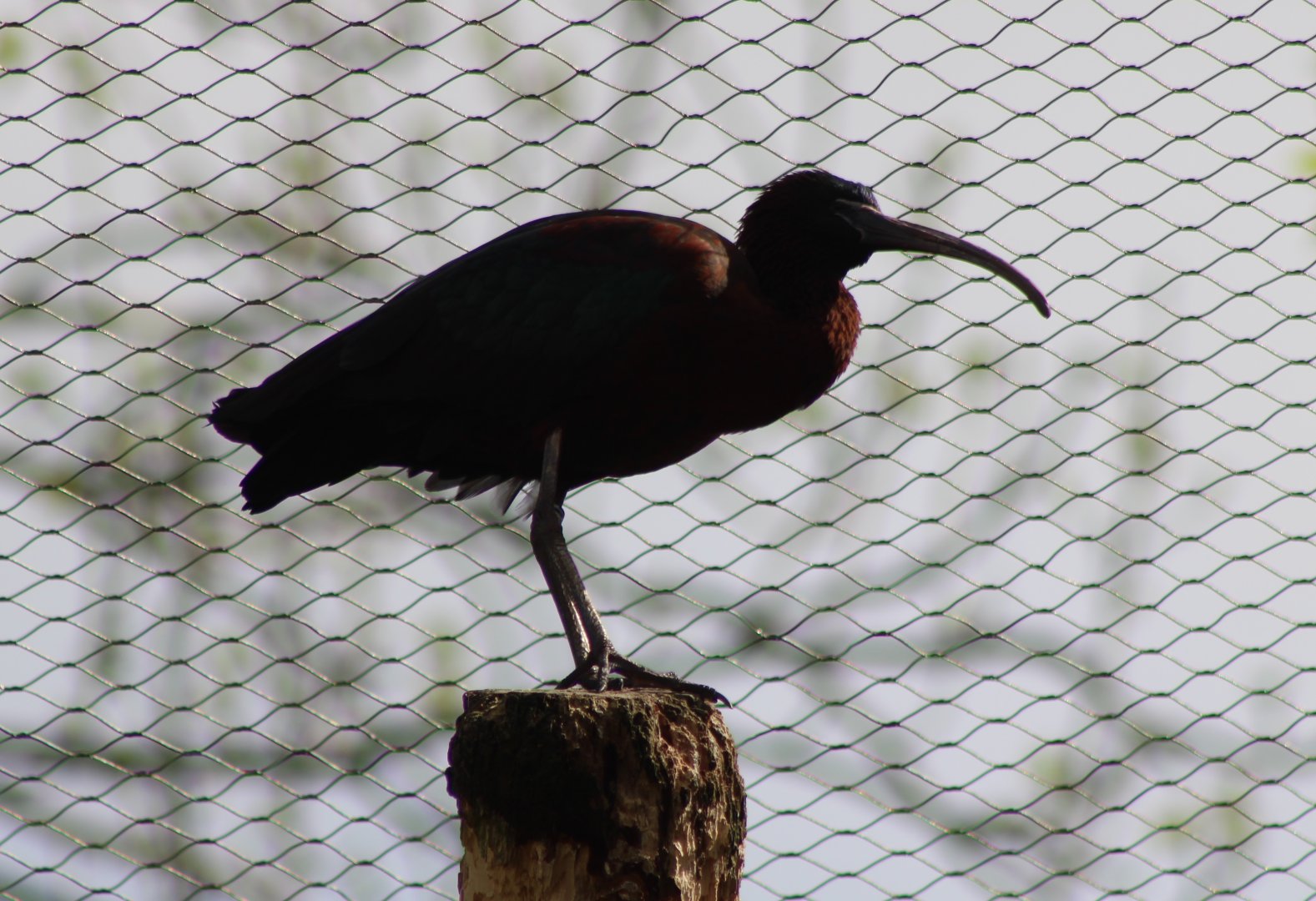 Glossy ibis