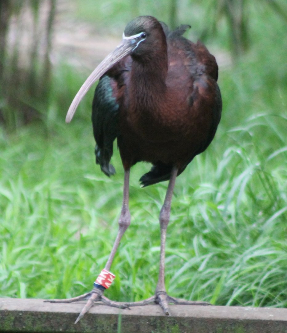 Glossy ibis