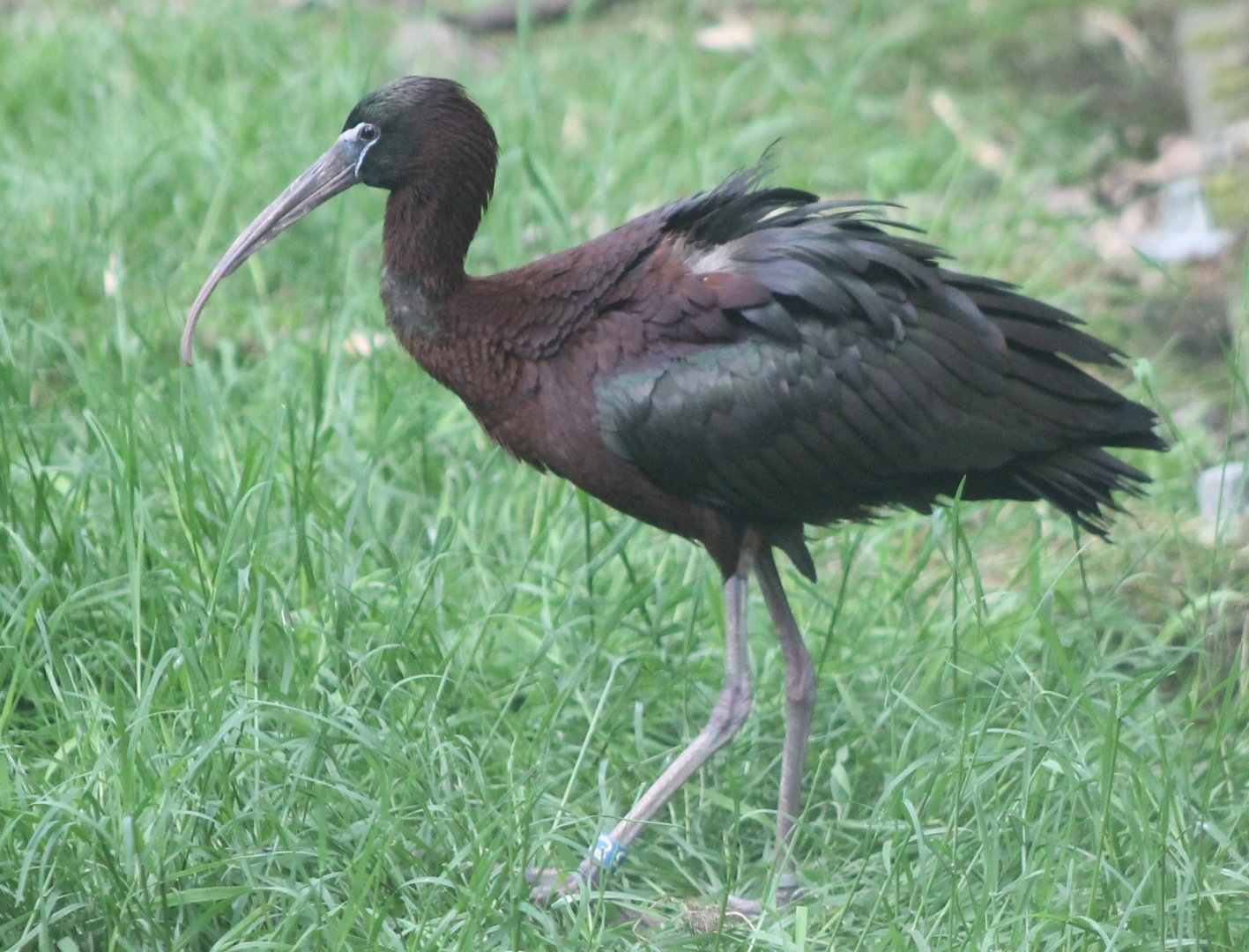 Glossy ibis