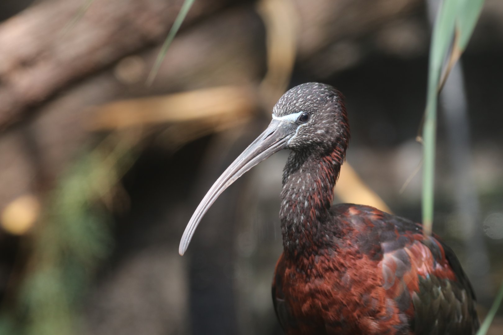 Glossy ibis
