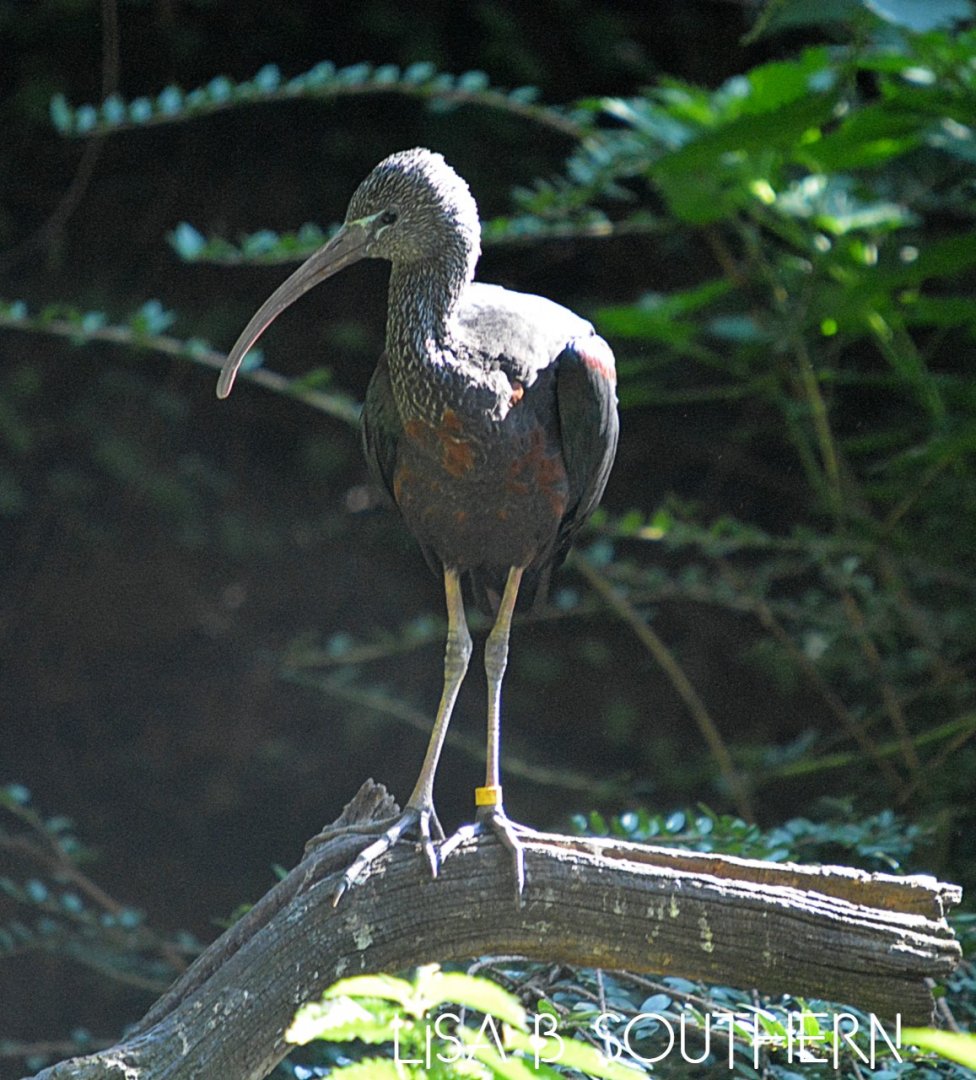 Glossy Ibis