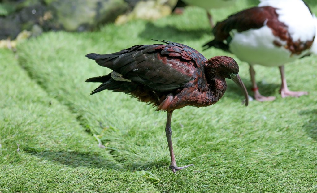 Glossy Ibis