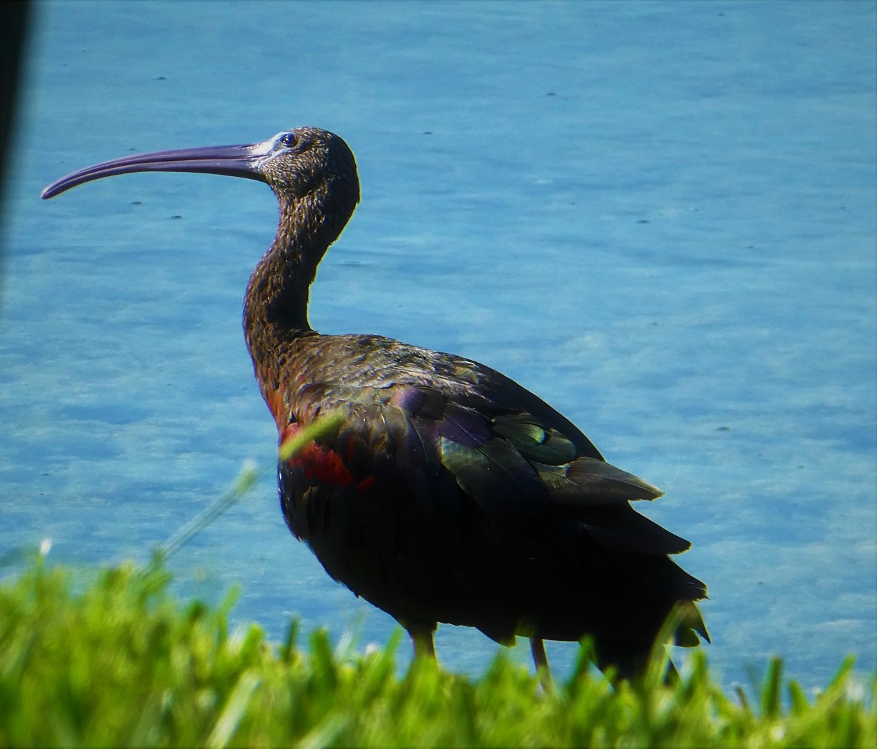 Glossy Ibis